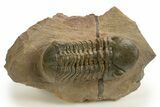 Detailed Reedops Trilobite - Atchana, Morocco #325876-2